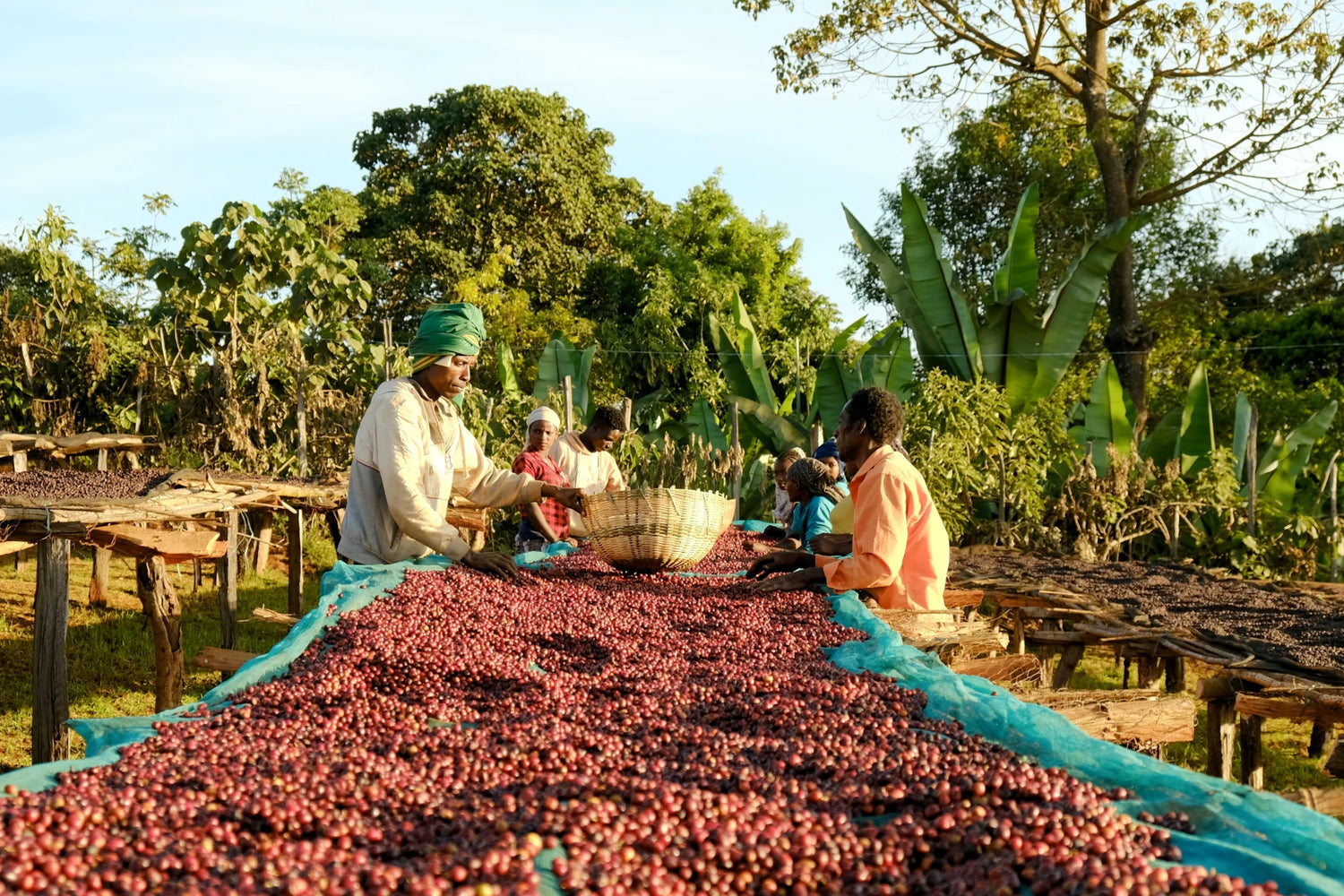 From Bean to Cup: Unveiling the Sustainable Journey of Your Coffee with Too Good Coffee