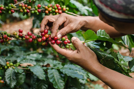 The Journey from Bean to Cup: How We Source Our Coffee